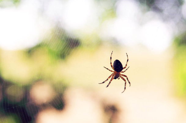 Araignée prédatrice solitaire sur la vraie toile de fond de la nature en été
 - Photo, image