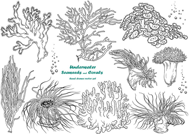 Vector set of seaweeds and corals. Black and white illustration. Isolated elements for design. - Vector, Imagen