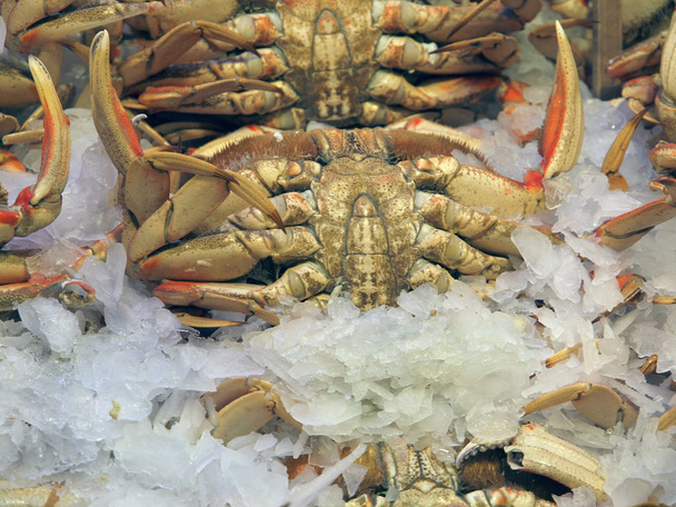 Dundgeness crab - Фото, изображение