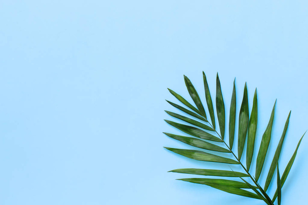 Palm leaf on a light blue background - Фото, изображение