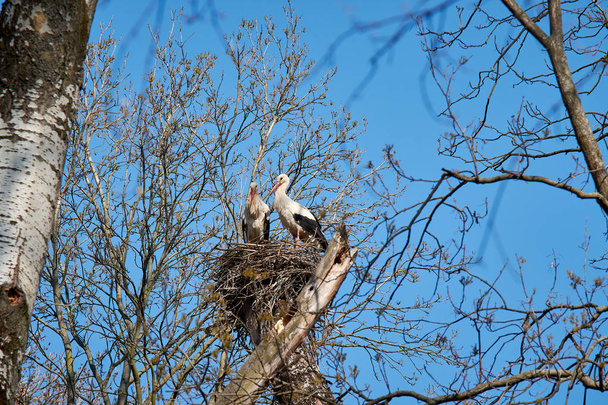 Ninho de pássaro em uma árvore entre ramos. Duas cegonhas com céu azul
. - Foto, Imagem