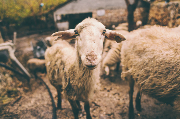 農場の羊.  - 写真・画像