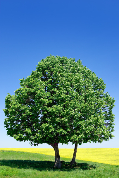 "Одинокое дерево на фоне голубого неба
" - Фото, изображение
