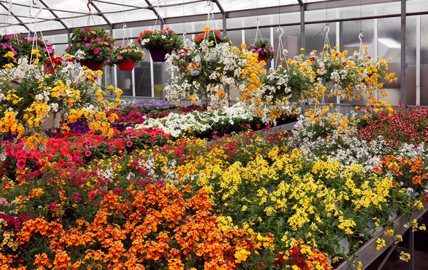 теплиця з квітковими горщиками, розквітнутими оптом
 - Фото, зображення