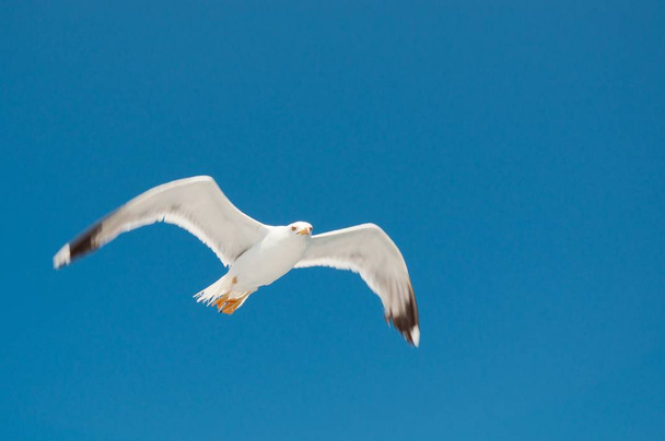 Gabbiano bianco con ali spiegate che volano contro un cielo blu
 - Foto, immagini