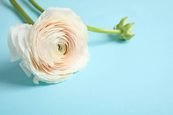 Ranunculus flower on color background, space for text - Фото, изображение