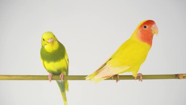 Beyaz bir arka plan üzerinde iki sarı papağan - Video, Çekim
