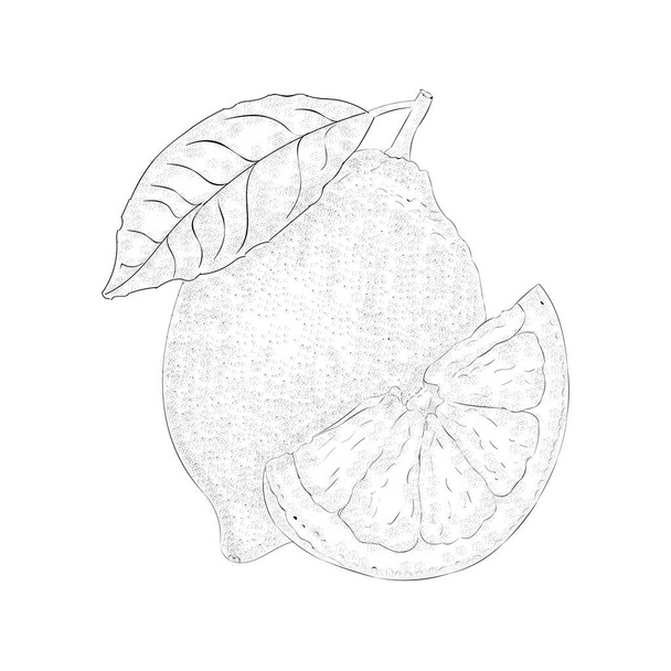 Hand drawn lemon illustration isolated on white background  - Διάνυσμα, εικόνα