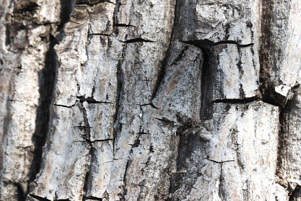 View of an old  bark texture, tree bark background - Foto, Imagem