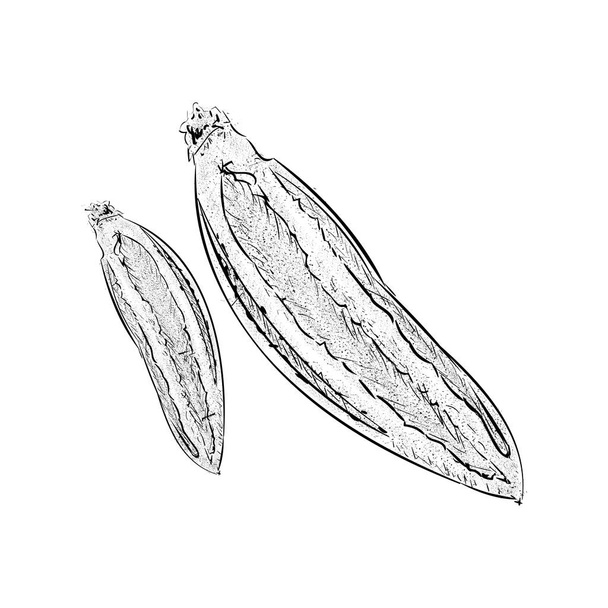Okra vegetable valued for its edible green pods, hand drawn illustration  - Διάνυσμα, εικόνα