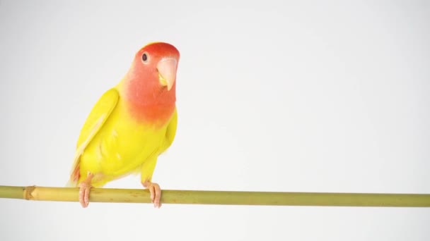 Lovebird parrot rosy cheeked on a white background - Footage, Video