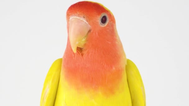 Lovebird parrot rosy cheeked on a white background - Footage, Video