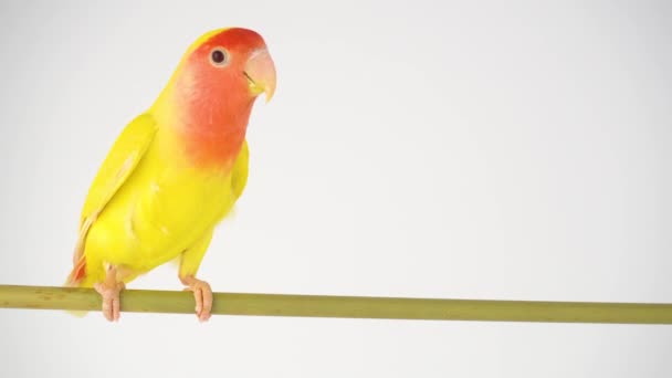 Szerelemmadár papagáj rózsás arcú fehér háttér - Felvétel, videó