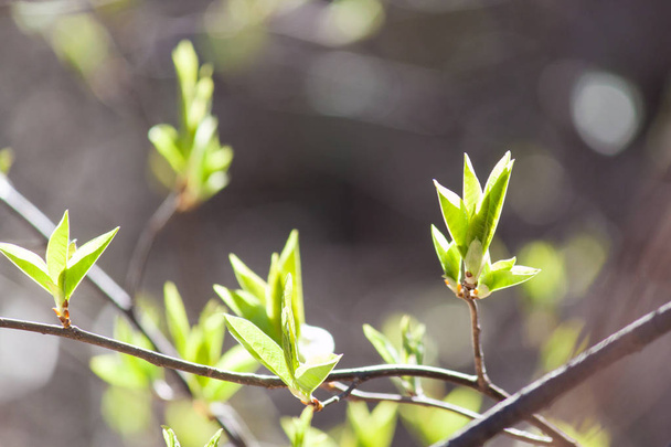 Νεαρά πράσινα φύλλα σε θάμνο και δέντρο. Πρώιμο ανοιξιάτικο φόντο. - Φωτογραφία, εικόνα