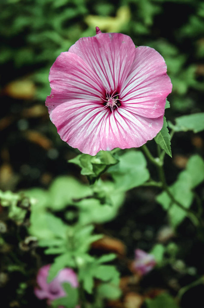 Hibiscus kert - Fotó, kép