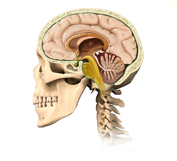 Przekrój ludzkiej czaszki, ze wszystkimi szczegółami mózgu, połowy strzałkowej strony v - Zdjęcie, obraz