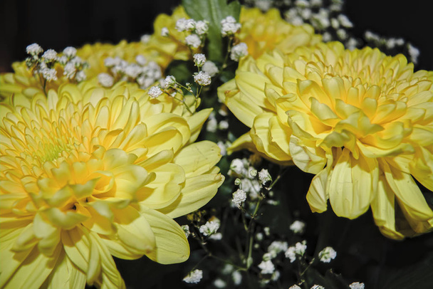Close up of tender beautiful yellow chrysanthemum flower - Photo, image