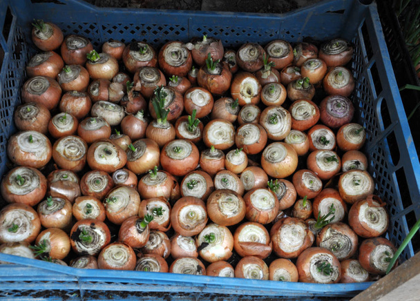 Cultiver des oignons sur des légumes verts
 - Photo, image
