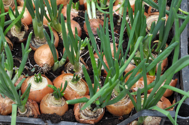 Kasvavat sipulit vihreillä
 - Valokuva, kuva