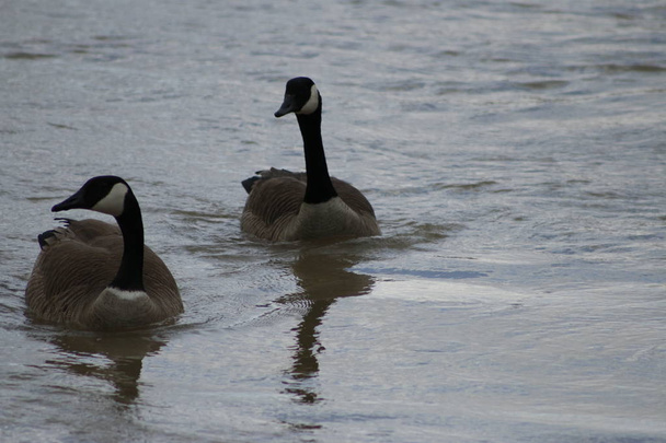The Canada goose is a large wild goose species with a black head and neck, white cheeks, white under its chin, and a brown body. Native to arctic and temperate regions of North America. - Photo, Image