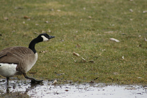 The Canada goose is a large wild goose species with a black head and neck, white cheeks, white under its chin, and a brown body. Native to arctic and temperate regions of North America. - Φωτογραφία, εικόνα