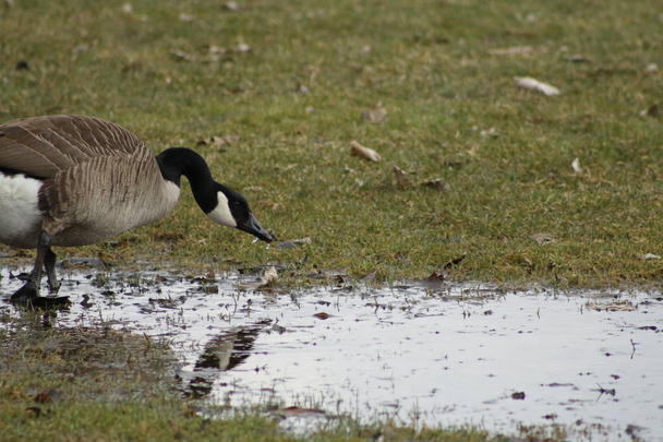 The Canada goose is a large wild goose species with a black head and neck, white cheeks, white under its chin, and a brown body. Native to arctic and temperate regions of North America. - Photo, Image
