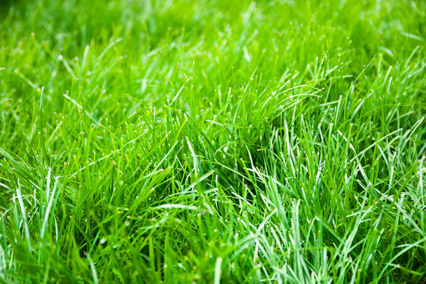  fresh green grass  - Φωτογραφία, εικόνα