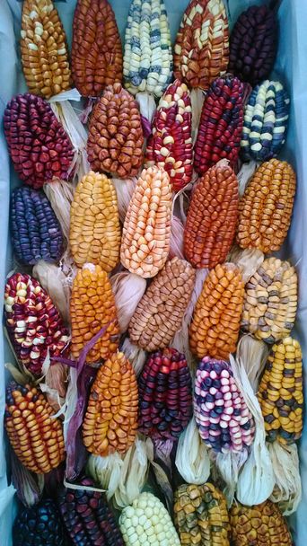 mazorcas de maíz decorativo
  - Foto, Imagen