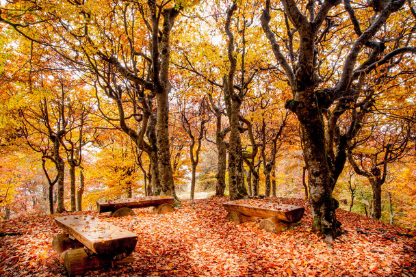 Herbst - Foto, Bild