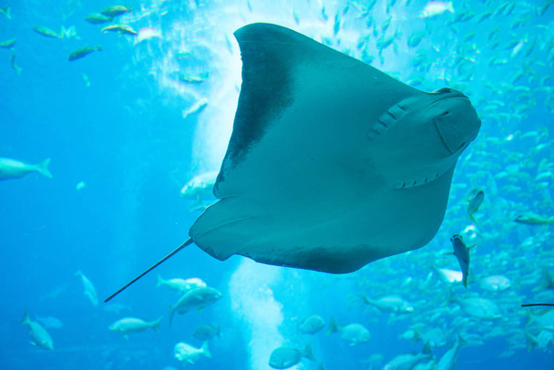 beautiful ray in blue water in oceanarium - Photo, Image