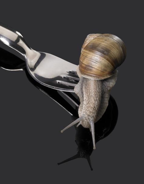 Grapevine snail on fork rakes - Photo, Image