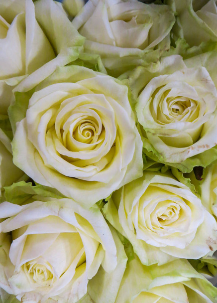 Ένα μπουκέτο φρέσκων όμορφων λευκών τριαντάφυλλων σε ένα βάζο. - Φωτογραφία, εικόνα