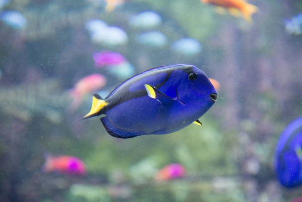 beautiful tropical fish in blue water in oceanarium - Zdjęcie, obraz