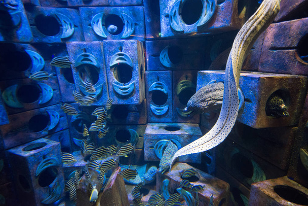 beautiful tropical fish in blue water in oceanarium - Fotó, kép