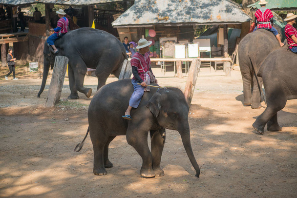 CHIANGMAI, THAILAND: Elephants at The young Elephant school on 14 February, 2016 in Chiangmai, THAILAND - Foto, Bild