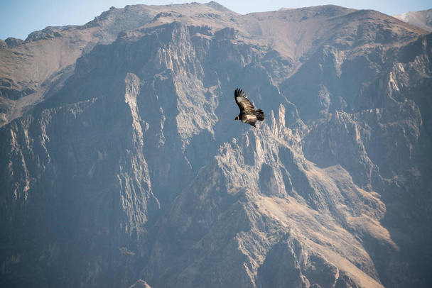 Cruz del Condor w kanionie Colca (Canon Del Colca), Peru, Ameryka Południowa - Zdjęcie, obraz