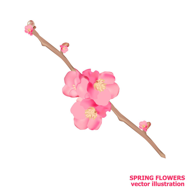 Spring flowers. Vector illustration. - Vector, Image