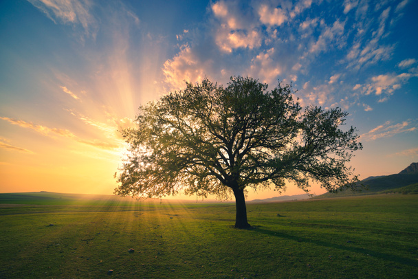 Magiczny wschód słońca z ciepłymi promieniami słonecznymi, zieloną łąką i wielkim drzewem - Zdjęcie, obraz