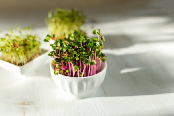 Microgreen kress, pink radish sprouts on white wooden background - Foto, imagen