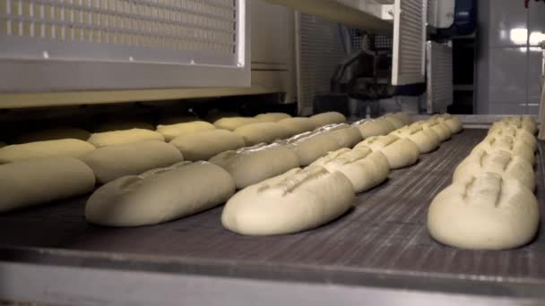 Haciendo una barra de pan en la panadería. Hoja de pan en la línea de producción en la industria de la panadería. Producción de la fábrica de pan. Transportador de fábrica de panadería. Producción automatizada de pan. Industria de panadería
. - Metraje, vídeo