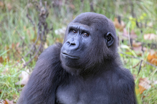 Back gorilla portrait in natural habitat - Foto, Imagen