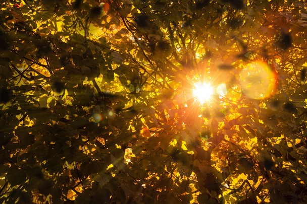 осінь
 - Фото, зображення