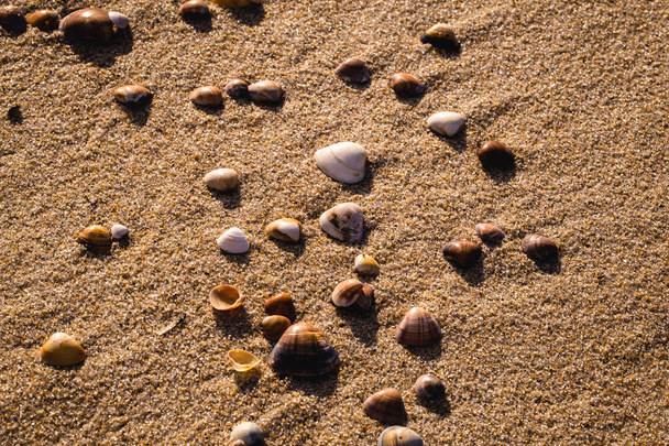 kis tengeri kagyló a strandon homokkal - Fotó, kép