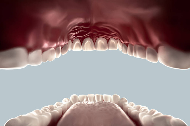 ludzkiego usta otwarty widok od wewnątrz patrząc, zęby, język na białym tle - Zdjęcie, obraz