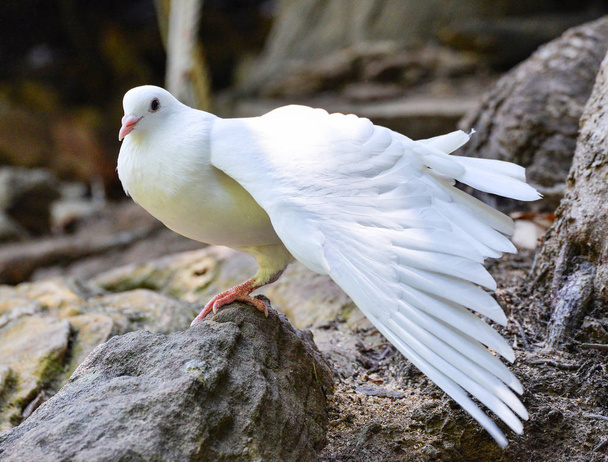 ホワイト鳩は公園で翼をリラックス - 写真・画像