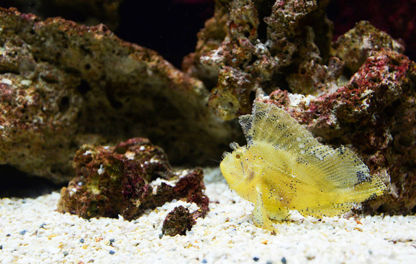 Lehti scorpionfish keltainen uinti meren elämää vedenalainen valtameri
 - Valokuva, kuva