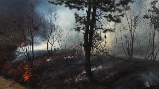 Fire in forest destroys nature - Felvétel, videó