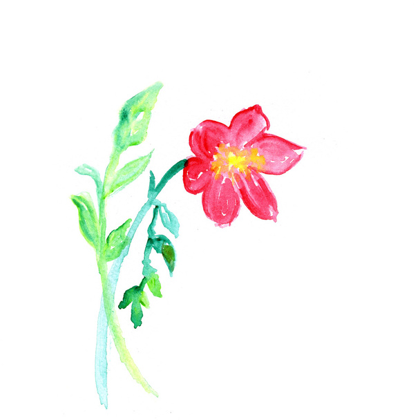Rosa flor, acuarela ilustración
 - Foto, imagen
