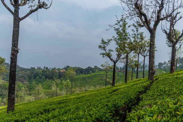 Széles kilátás a zöld tea ültetvények fák között, Ooty, India, augusztus 19, 2016   - Fotó, kép
