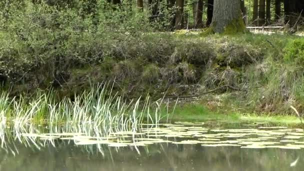 Pond with grass reeds swaying in the wind - Footage, Video